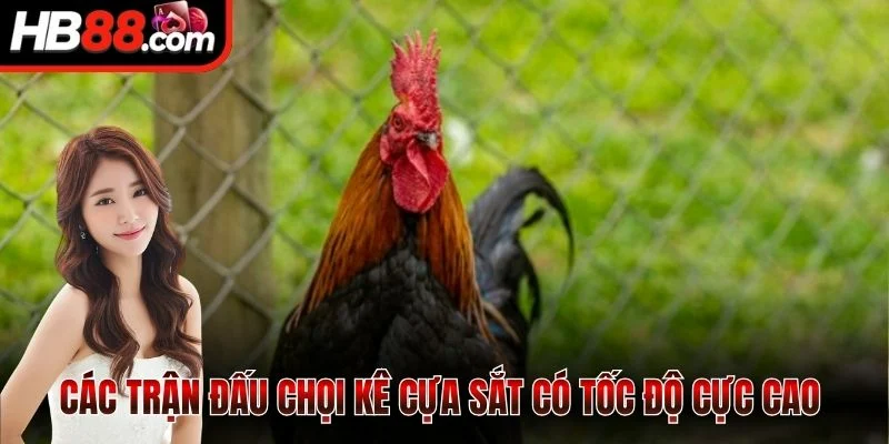 Các trận đấu chọi kê cựa sắt có tốc độ cực cao 