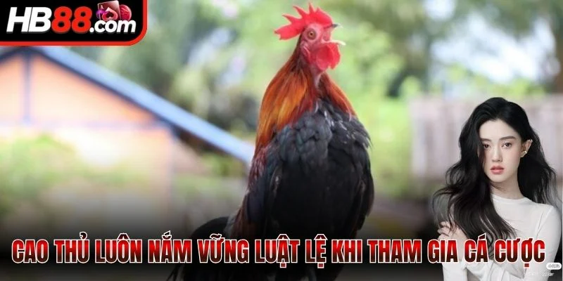 Cao thủ luôn nắm vững luật lệ khi tham gia cá cược 