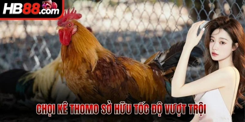 Chọi kê Thomo sở hữu tốc độ vượt trội 