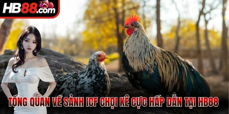 Tổng quan về sảnh ICF chọi kê cực hấp dẫn tại HB88 