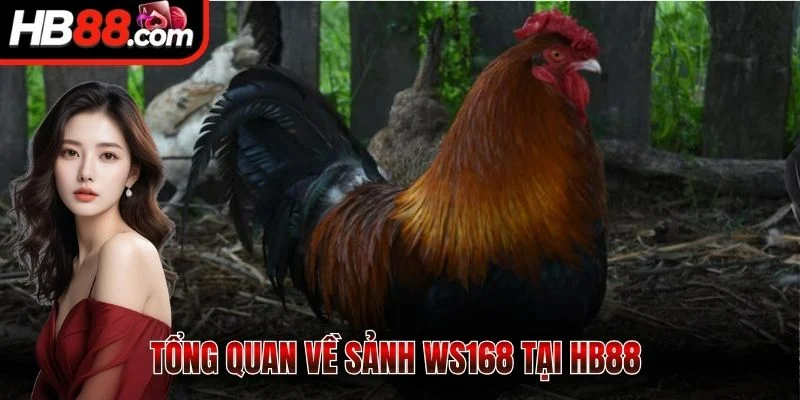 Tổng quan về sảnh Ws168 tại HB88 